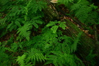 maidenhair 7jul16