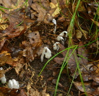 indian pipe 7jul16