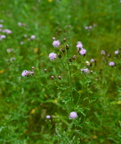 canada thistle 7jul16