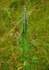 motherwort 7jul16