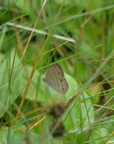 little wood satyr 7jul16