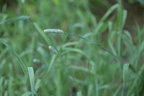 timothy grass 7jul16