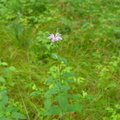 wild bergamot 7jul16