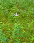 wild bergamot 7jul16