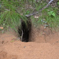 cayote den 7jul16