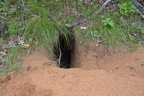 cayote den 7jul16