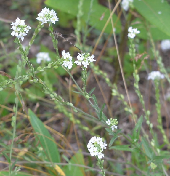 hoary_alyssum_7jul16.jpg