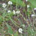 hoary alyssum 7jul16