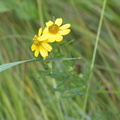 stiff coreopsis 7jul16