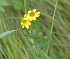 stiff coreopsis 7jul16