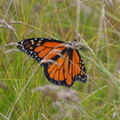 monarch 7jul16