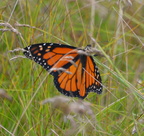 monarch 7jul16