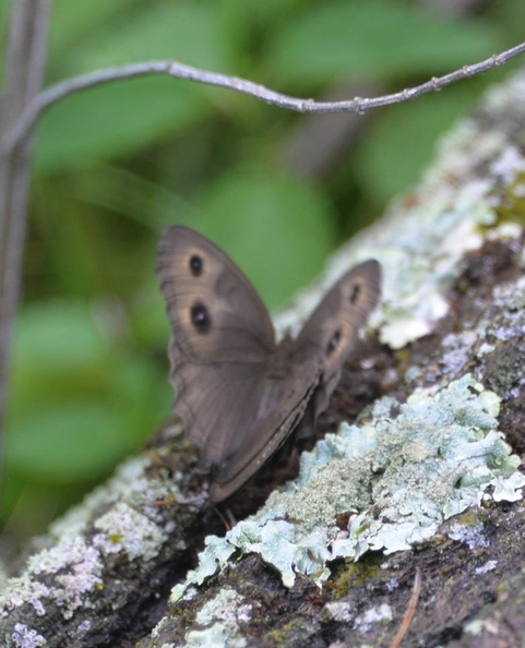 wood_nymph_7jul16.jpg