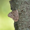 northern pearly eye 7jul16