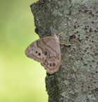 northern pearly eye 7jul16