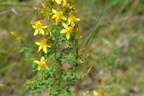 common st. johnswort 7jul16