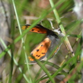 little copper 7jul16