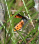 little copper 7jul16