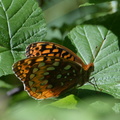 great spangled fritillary 7jul16
