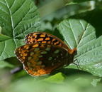 great spangled fritillary 7jul16