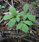 gingseng 7jul16
