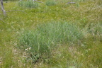 little bluegrass back40 7jul15
