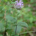 wild bergamot middle40 7jul15