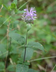 wild bergamot middle40 7jul15
