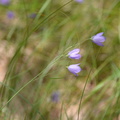 harebell middle40 7jul15