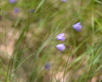 harebell middle40 7jul15