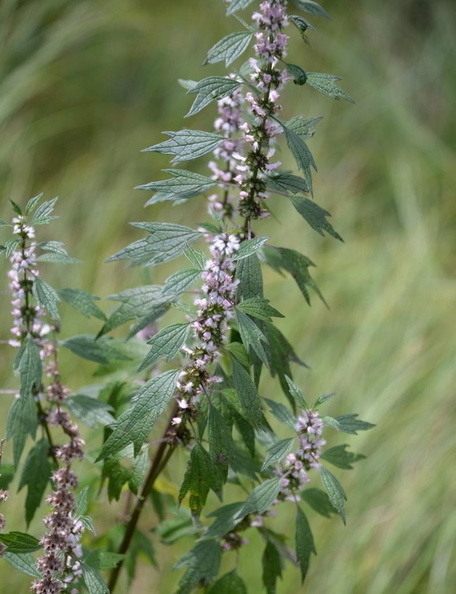 motherwort_middle40_7jul15.jpg
