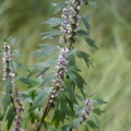 motherwort middle40 7jul15
