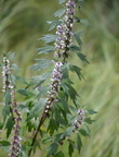 motherwort middle40 7jul15