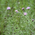 spotted knapweed 7jul15
