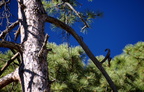 Chiricahua