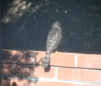 coopers hawk green valley 23dec18zac