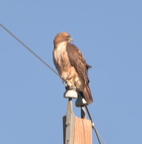 red tail hawk gila national forest 19dec18a