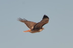 red tail hawk gila national forest 19dec18b