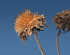 unidentified flower gila national forest 19dec18ii