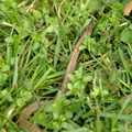 dekays brownsnake storeria dekayi 30mar19zac