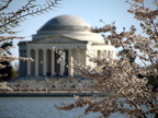 cherry blossoms tidal basin 3apr19zac