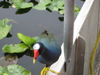 Florida