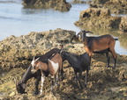 goats cape bojeador 22may19