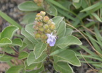 unidentified flower burgos wind farm 22may19a