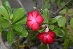 vireya hododendron batac 22may19