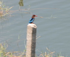 white throated kingfisher paoay lake 22may19zac