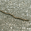 northern water snake blackwater refuge 13apr02 013 11 1787