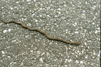 Maryland Misc