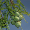 bald cypress kenilworth 20jul19zbc