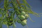 bald cypress kenilworth 20jul19zbc